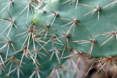 Dikenli bir kaktüsün üstüne desen