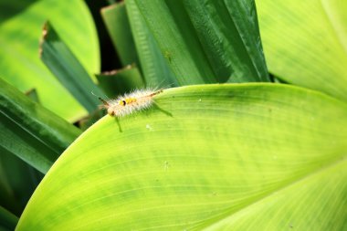 Tropikal yaprak üzerinde zehirli tırtıl