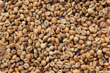 Kopi Luwak. Fermente kahve çekirdekleri