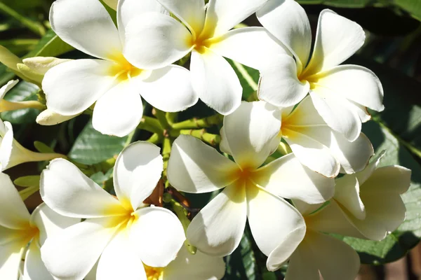 Frangipani цветы на тропическом острове — стоковое фото