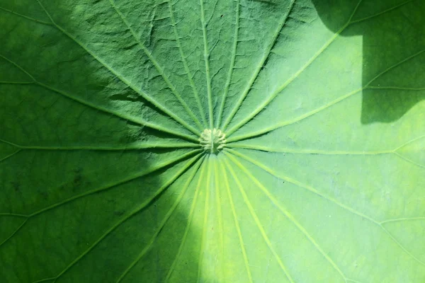 Feuille de lotus vert — Photo