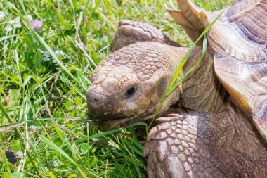 otların arasında turtle