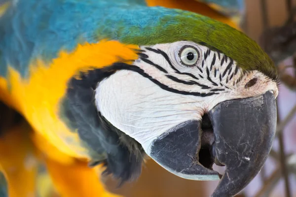 Big parrot — Stock Photo, Image