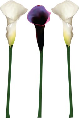 Callas tasarımınız için