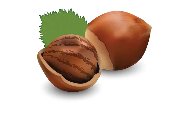 Hazelnut for your design — Stock Vector