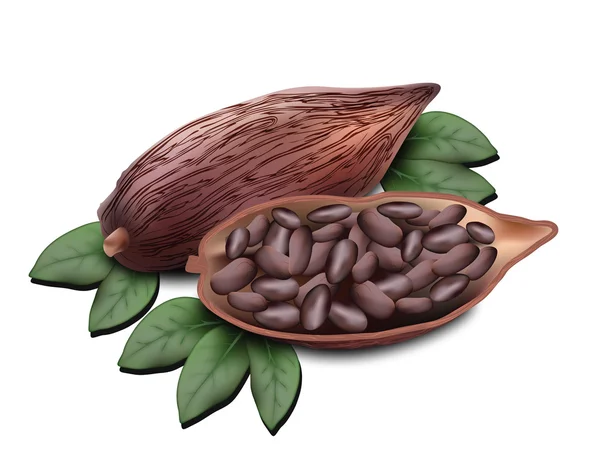 Ziarno kakaowca do projektowania — Wektor stockowy