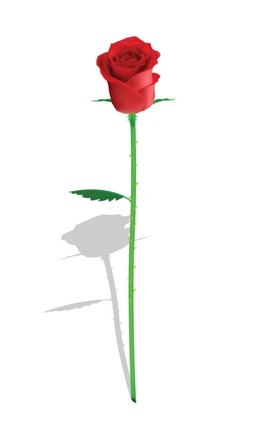 Duftende Rose für Ihr Design — Stockvektor