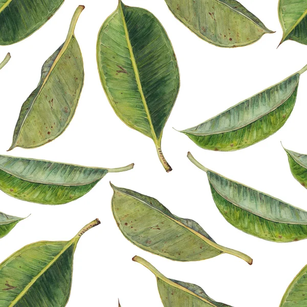Varrat nélküli mintát zöld gumi növény levelei — Stock Fotó