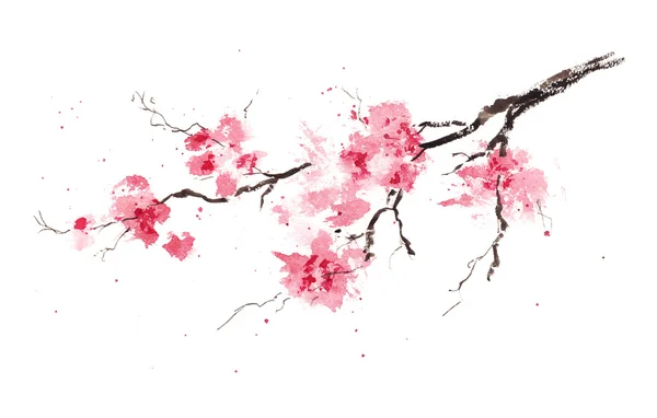 Frühling Kirsche Sakura Zweig — Stockfoto