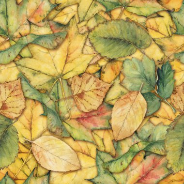 Sonbahar yapraklarıyla kusursuz arkaplan
