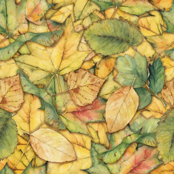 Bezszwowe tło z jesiennymi liśćmi — Zdjęcie stockowe