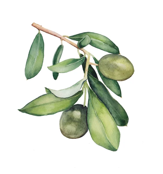 Olive branch — Zdjęcie stockowe