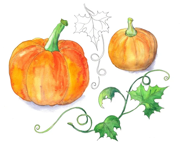 Pumpkins with green leaves — Stock Photo, Image