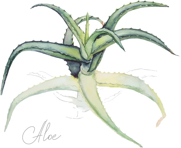 Botaniska illustration av Aloe Vera — Stock vektor