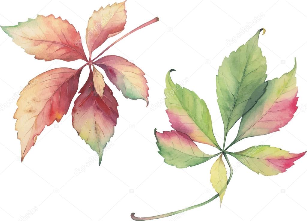 Decorative grape leaves. Vector botanical illustration.