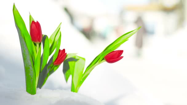 Tulipán de flor roja en la nieve fresca — Vídeo de stock