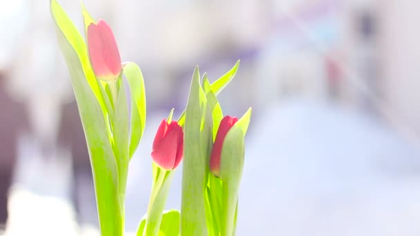 Röd blomma Tulip i nysnö — Stockvideo