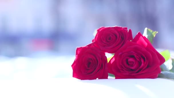 Kırmızı kar üzerinde yükseldi. bir çiçek, kış, Don — Stok video