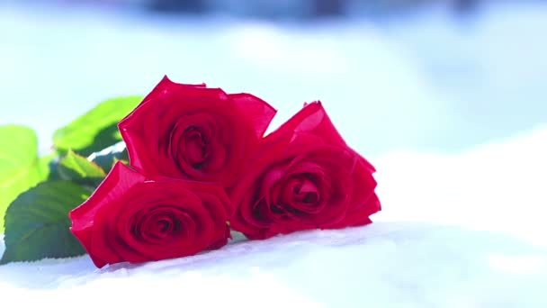 Rote Rose auf Schnee. eine Blume, ein Winter, ein Frost — Stockvideo