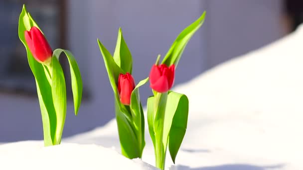 Tulipán de flor roja en la nieve fresca — Vídeo de stock