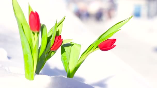 Czerwony kwiat Tulip w puszystym śniegu — Wideo stockowe