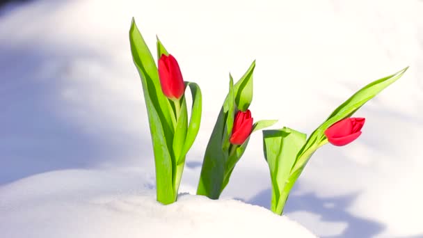 新鮮な雪の中で真っ赤な花チューリップ — ストック動画