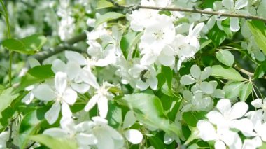 Şu yeni gelişen bir elma ağacı üzerinde arı