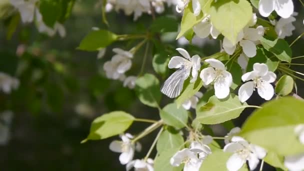 Mariposa sobre flores en flor Manzanos — Vídeo de stock