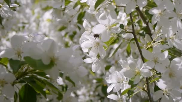 Бджола на квітучій яблуні — стокове відео