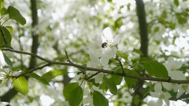 La abeja sobre el manzano que florece — Vídeo de stock