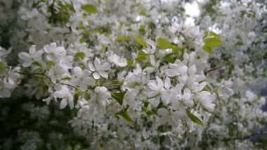 Çiçek açan elma ağacı