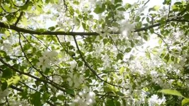 Çiçek açan elma ağacı