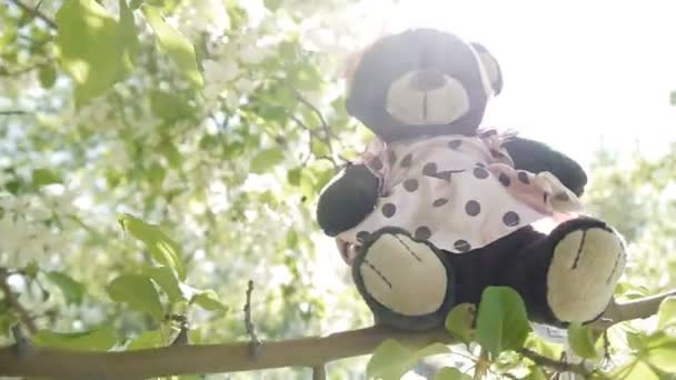Toy bear on branches — Stock Video