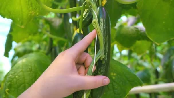 Cucumbers growing in modern greenhouse farm — Stock Video