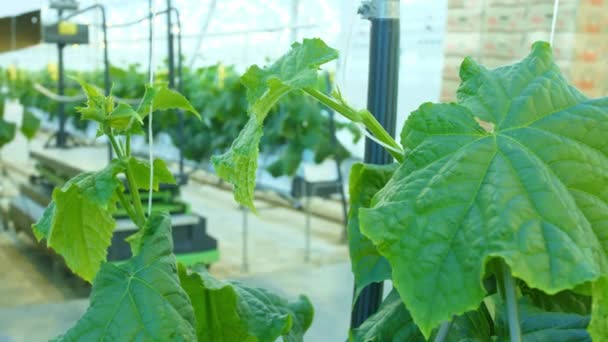 Pepinos que crecen en la granja moderna de invernadero — Vídeos de Stock
