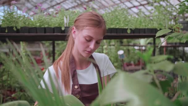 Flicka gör våt rengöring av växter och blommor i växthuset — Stockvideo