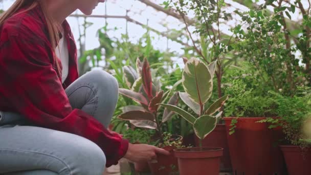 Jeune fille serricole vérifie soigneusement les plantes et les fleurs pour les parasites — Video