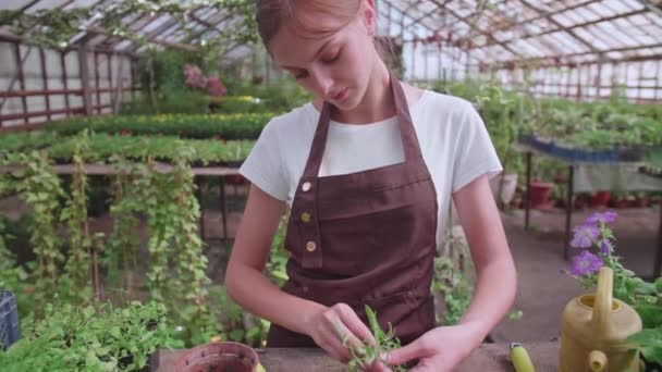 Młoda dziewczyna w fartuchu pracuje w szklarni i przeszczepy rocznych roślin i kwiatów — Wideo stockowe