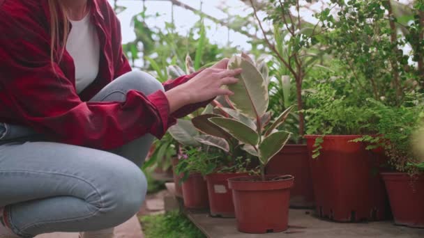 若い女の子の温室労働者は慎重に寄生虫のための植物や花をチェック — ストック動画