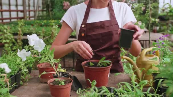 Una joven en un delantal trabaja en un invernadero y trasplanta plantas y flores anuales — Vídeo de stock