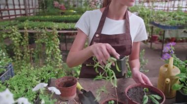 Önlüklü genç bir kız bir serada çalışıyor ve yıllık bitki ve çiçek nakli yapıyor.