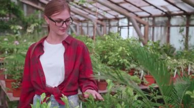 Genç kız sera çalışanı dikkatlice bitkileri ve çiçekleri parazit için kontrol ediyor.