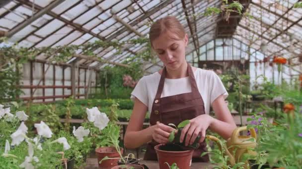 Ein junges Mädchen in einer Schürze arbeitet in einem Gewächshaus und verpflanzt einjährige Pflanzen und Blumen — Stockvideo