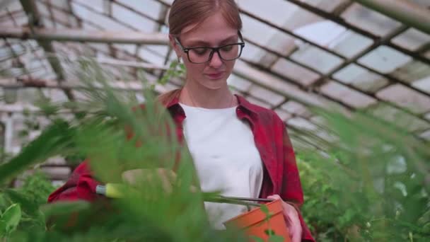 Chica en camisa roja trasplantes flores en invernadero, trabaja herramientas — Vídeos de Stock