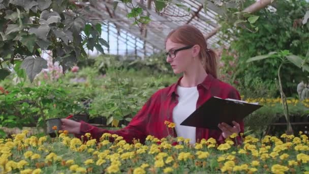 Menina agrônomo em óculos e xadrez camisa vermelha verifica a qualidade e quantidade de plantas na estufa — Vídeo de Stock