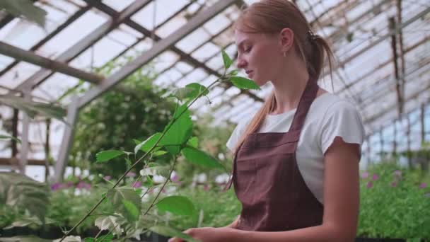 Menina faz limpeza úmida de plantas e flores na estufa — Vídeo de Stock