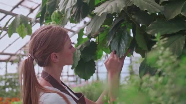 Menina faz limpeza úmida de plantas e flores na estufa — Vídeo de Stock