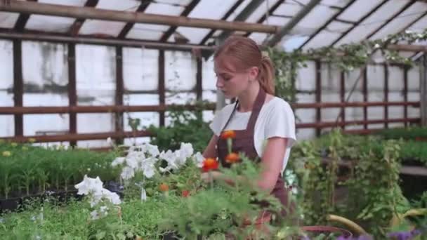 穿着围裙的女孩在温室移植的花朵中工作，慢动作视频 — 图库视频影像