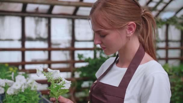 Chica en un delantal en el trabajo en un invernadero trasplantes de flores, cámara lenta Video — Vídeo de stock