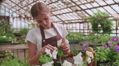 Önlüklü genç bir kız bir serada çalışıyor ve yıllık bitki ve çiçek nakli yapıyor.